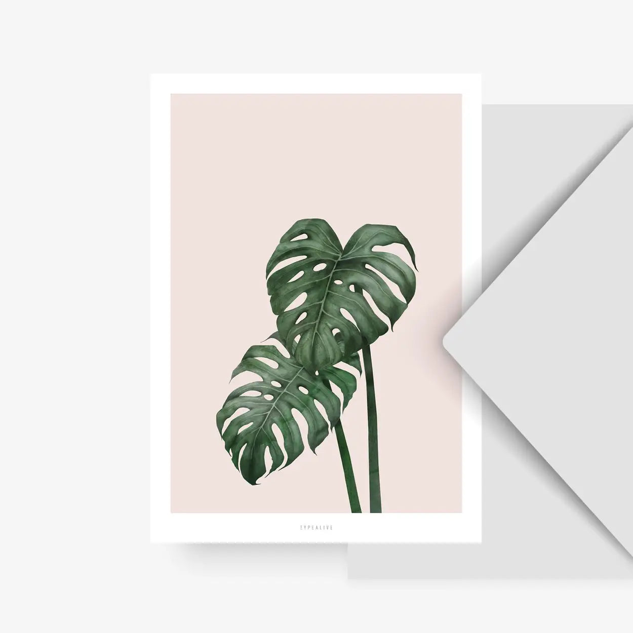 Carte postale - Monstera
