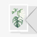 Carte postale - Monstera Variegata