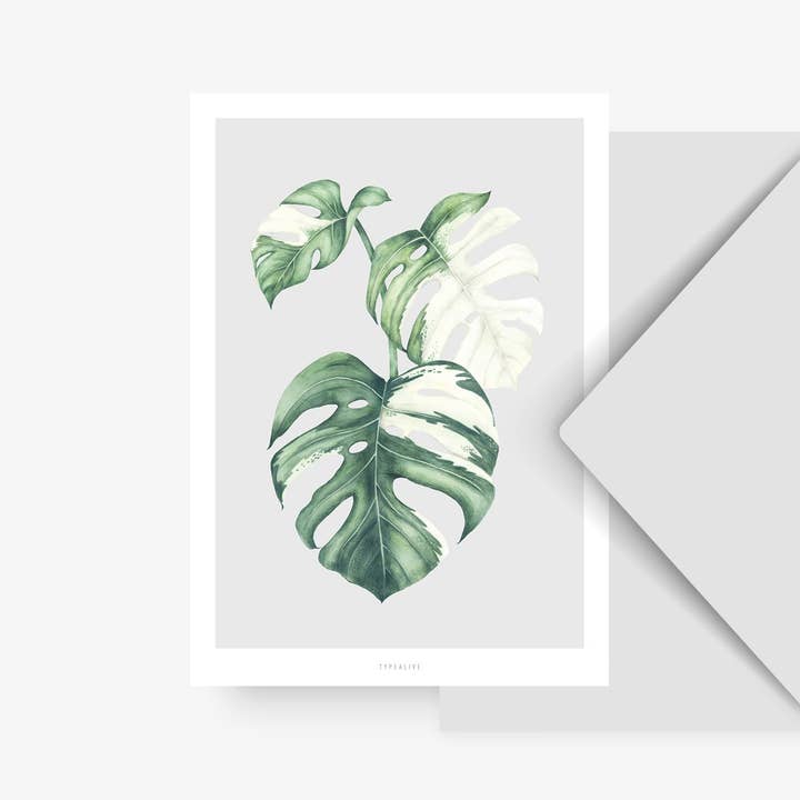 Carte postale - Monstera Variegata
